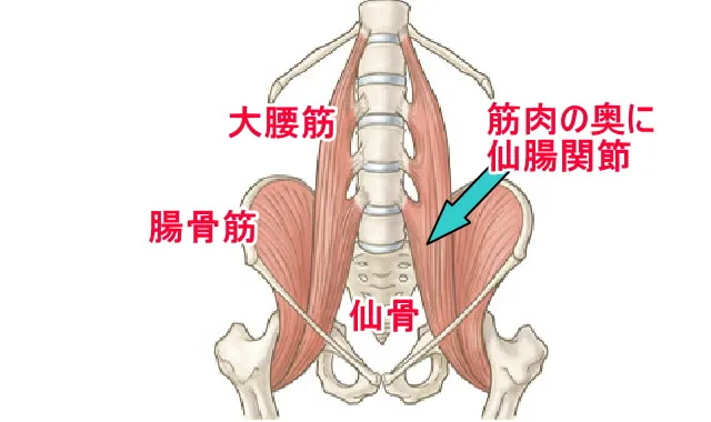 痛みは大腰筋、腸骨筋の収縮で骨盤の歪みや骨盤の開き、背骨のズレ