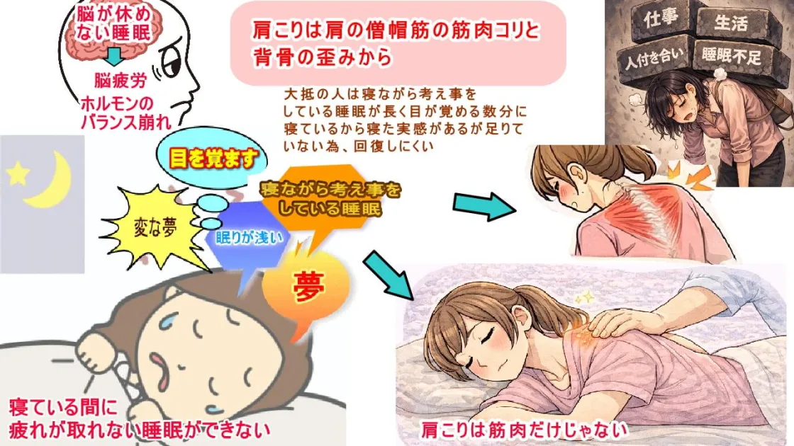 脳から休む睡眠で寝ることで脳が元気になり体の疲れが取れる睡眠